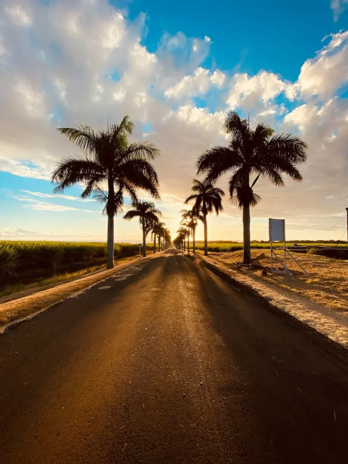 palm tree on brown sand near sea under blue sky during daytime