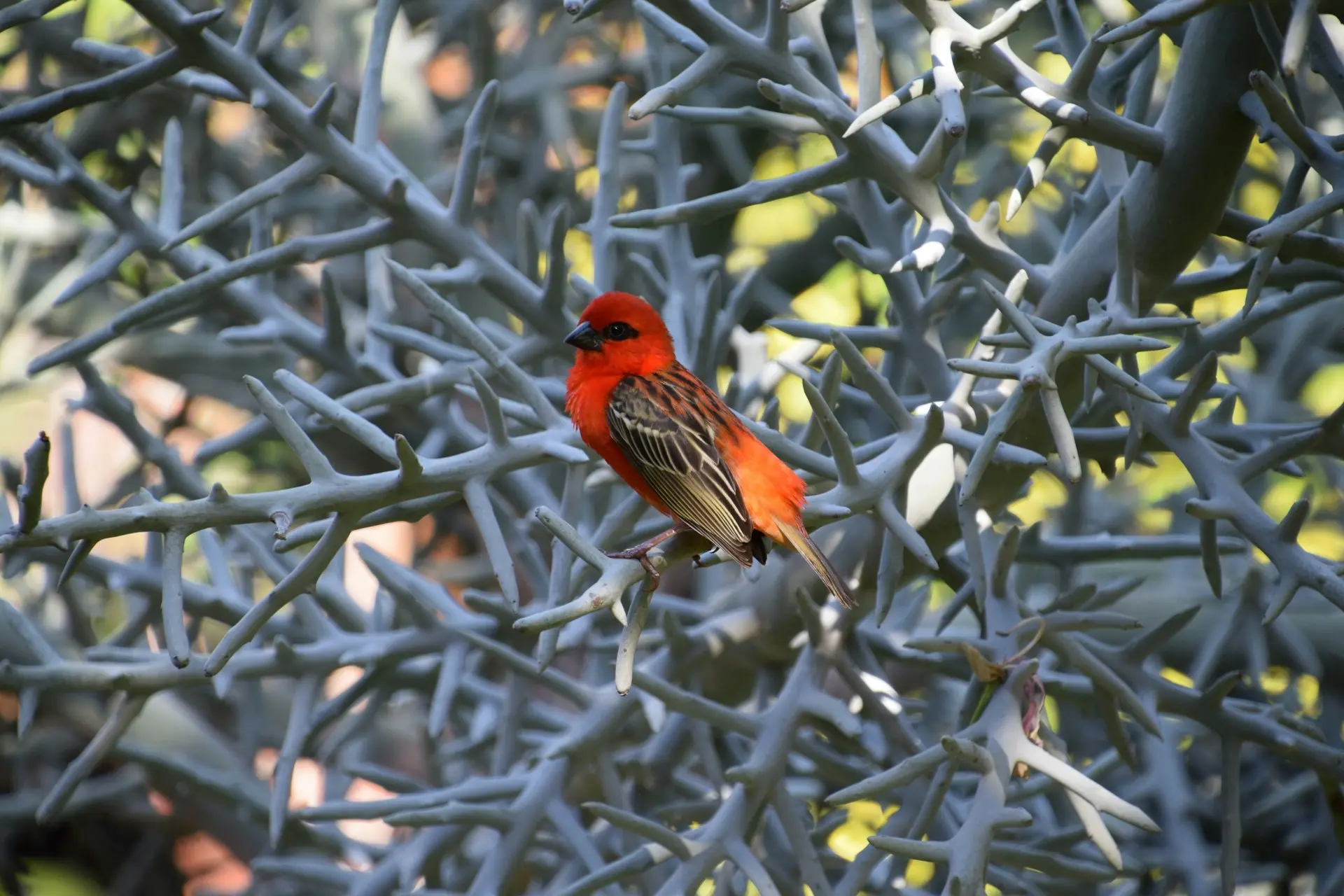 red cardinal perched on gray metal fence during daytime